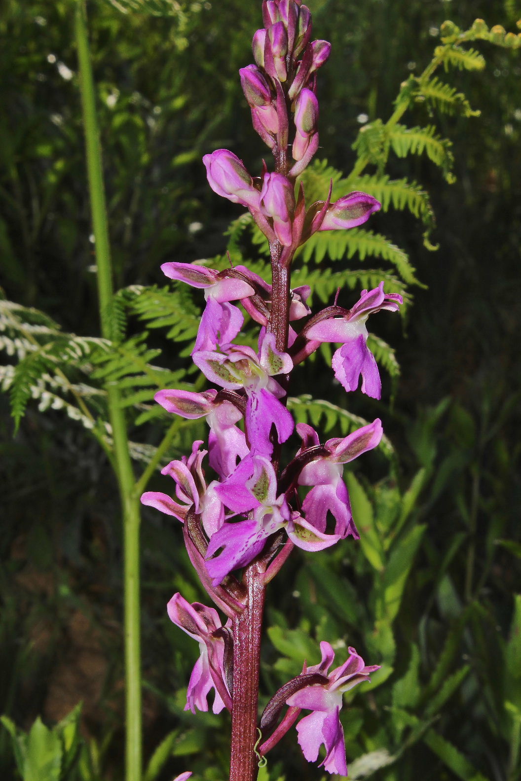 Orchis patens / Orchidea aperta